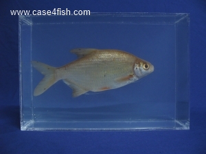 Foto Galerie/Cypriniformes/Cyprinidae/Blicca bjoerkna/Blicca bjoerkna_01_S.jpg